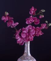 Giant pink orchid stems - SOLD