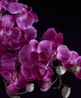 Giant pink orchid stems - SOLD