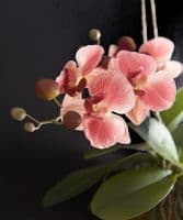 Hanging salmon pink orchid