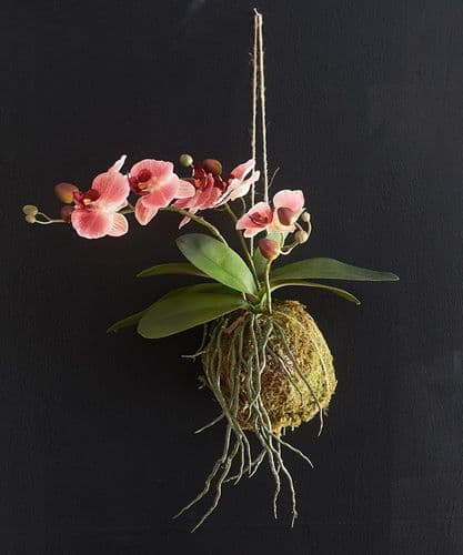 Hanging salmon pink orchid