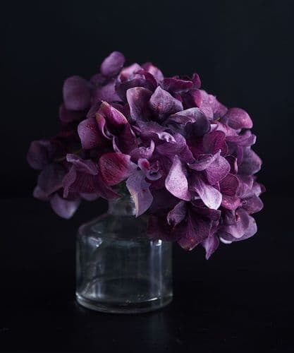 Hydrangea cutting in a bottle - SOLD