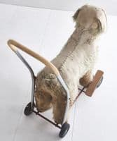 Large dog on wheels