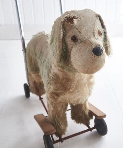 Large dog on wheels