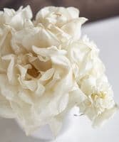 Mixed ivory roses in white jug - SOLD