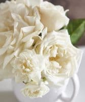 Mixed ivory roses in white jug - SOLD