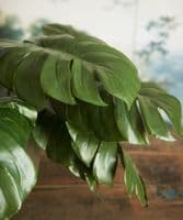 Pair of large cheeseplant leaves