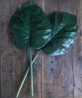 Pair of large cheeseplant leaves