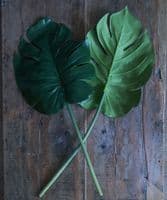 Pair of large cheeseplant leaves