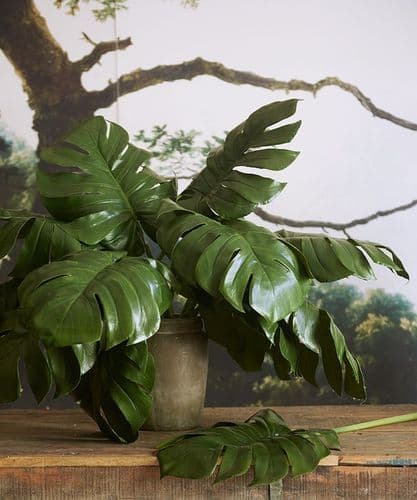 Pair of large cheeseplant leaves