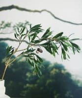 Pair of tall olive branches