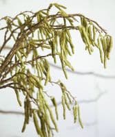 Pair of tall willow catkin stems