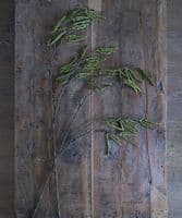 Pair of tall willow catkin stems