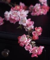 Pink cherry blossom stems - SOLD