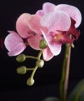 Potted faux orchid