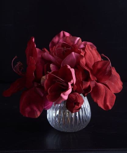 Red velvet Amaryllis heads