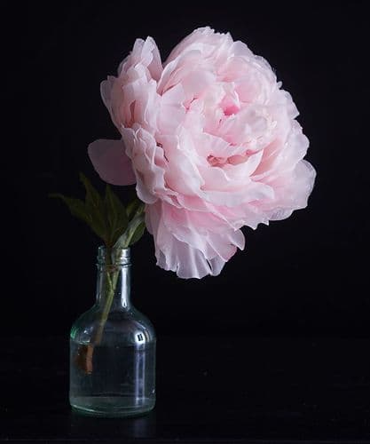 Shell pink peony head in a bottle