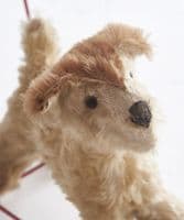 Small dog on wheels