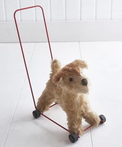 Small dog on wheels