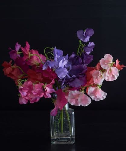 Sweet Pea Posy in a bottle - SOLD
