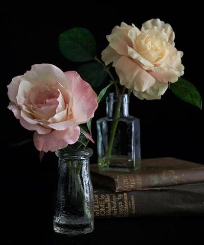 Tokens of Affection Roses - blush or cream