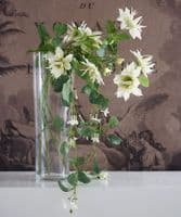 Trailing Stephanotis stem