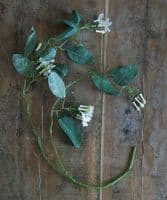 Trailing Stephanotis stem