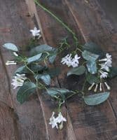 Trailing Stephanotis stem
