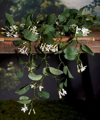 Trailing Stephanotis stem