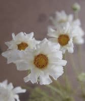 White cosmos arrangement in decorative glass jar - SOLD