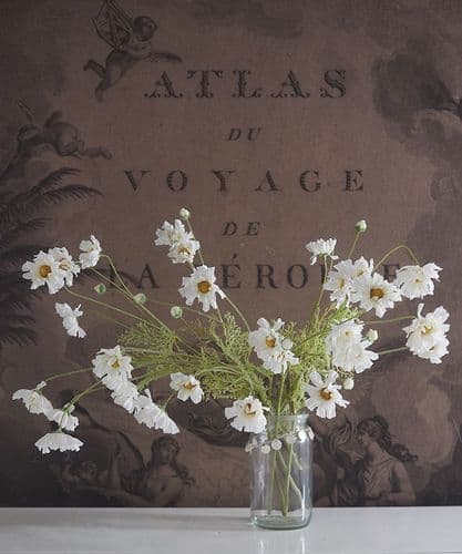 White cosmos arrangement in decorative glass jar - SOLD