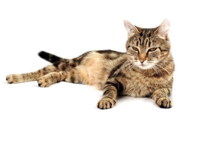 Online: 15th October '24 + Basic Kit