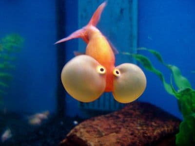 'Bubble Eye' Fantail Goldfish