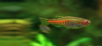 'Glowlight' Danio (Pack of 3)