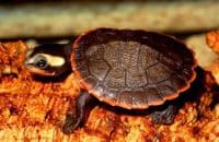 'Juvenile' Red Bellied Sideneck Turtle (Emydura subglobosa)