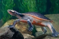 'Juvenile' Red Bellied Sideneck Turtle (Emydura subglobosa)