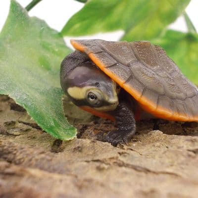 'Juvenile' Red Bellied Sideneck Turtle (Emydura subglobosa)