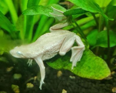 'Platinum' African Dwarf Frogs (Pack of 3)