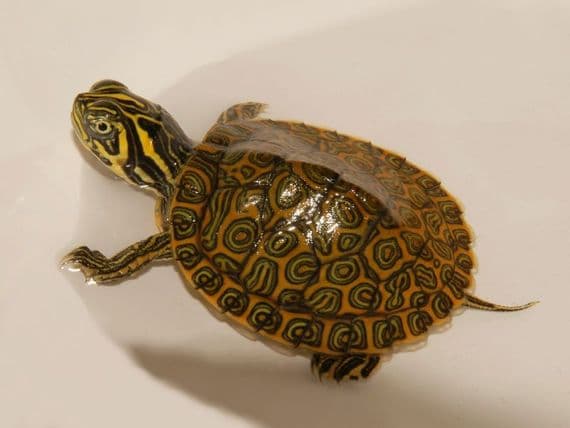 2 Pack Baby Terrapin River Cooter - Pre Order - Mid August Delivery!