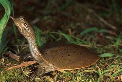 Adult Chinese Soft Shell Turtles (Pelodiscus sinensis) LAST ONE!