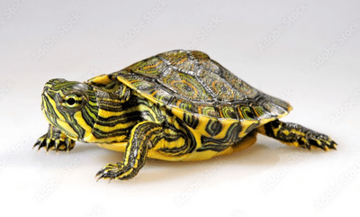 Adult Male Belize Slider