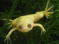 African Clawed Toad (Pack of 2)