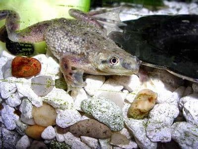 African Dwarf Frogs (Pack of 3)