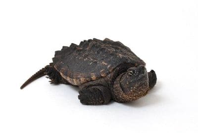 Alligator Snapping Turtle
