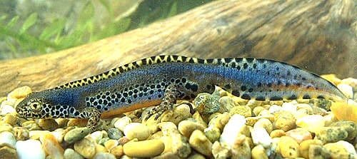 Alpine Newts