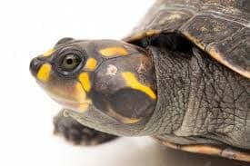 Amazon Yellow Spotted Sideneck Turtles (Podocnemis Unifilis)