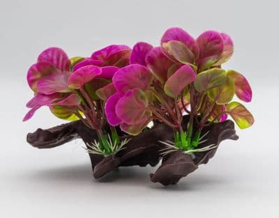 Aqua Spectra Anubis on Log 'Pink'