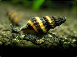 Assassin Snails (Pack of 3)
