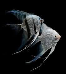 Assorted 'Baby' Angelfish (Pack of 2)