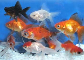 Assorted Fantails (Pack of 3)