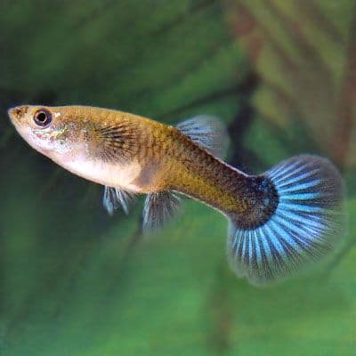 Assorted Female Guppies (Pack of 4)